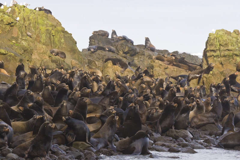 California Sealion Colony